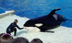 seaworld1