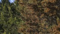Cedar and allergy symptoms hit highest levels of the season - Photo