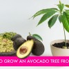 HOW TO: Grow an Avocado Tree from an Avocado Pit