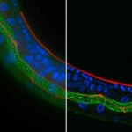 BX3 and Deconvolution