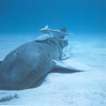 Remoras may lead to new Adhesives