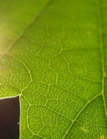 artificial photosynthesis 219x286 Artificial Photosynthesis: Coming Soon