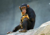 chimpanzee