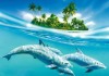 dolphins stoned