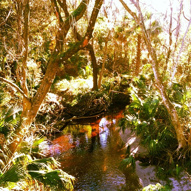 Gorgeous day for a bike ride along Hawthorne Trail to Paynes Prarie! #gainesville #florida #january #sunday #hawthornetrail #paynesprairie #biking #swamp #gainesvilleisgrowingonme