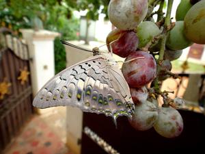 A butterfly feeding on a grape in a backyard. Developing a backyard that is friendly to birds and insects is crucial especially when urban green cover is diminishing rapidly. Photo: Rameshwaran Mariappan